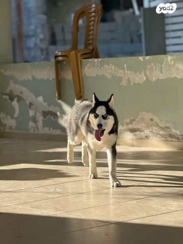 תמונת מודעה - חיות מחמד