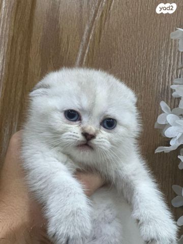 תמונת מודעה - חיות מחמד