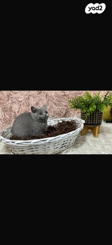 תמונת מודעה - חיות מחמד