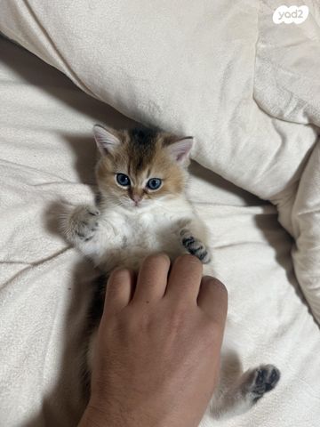 תמונת מודעה - חיות מחמד