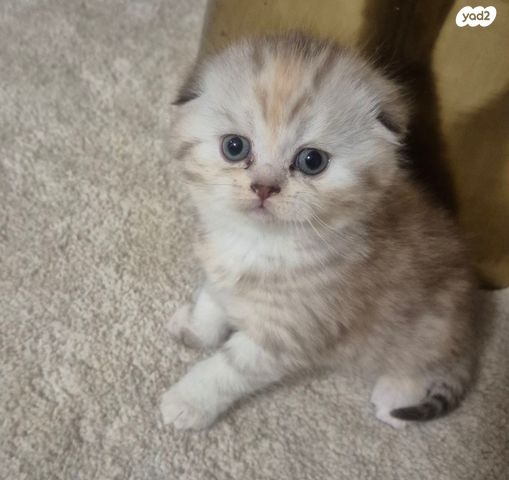 תמונת מודעה - חיות מחמד