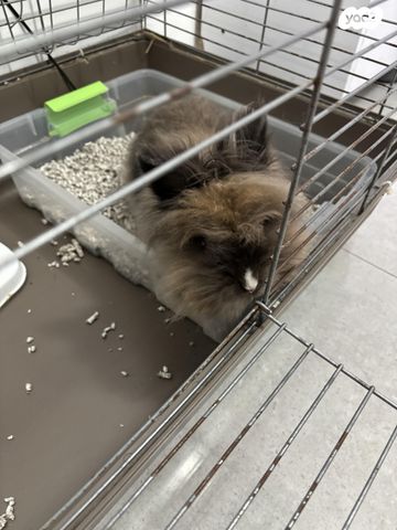 תמונת מודעה - חיות מחמד