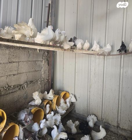 תמונת מודעה - חיות מחמד