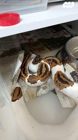 תמונת מודעה - חיות מחמד