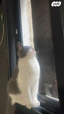 תמונת מודעה - חיות מחמד