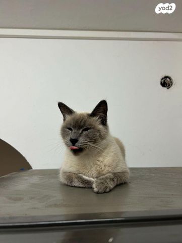 תמונת מודעה - חיות מחמד