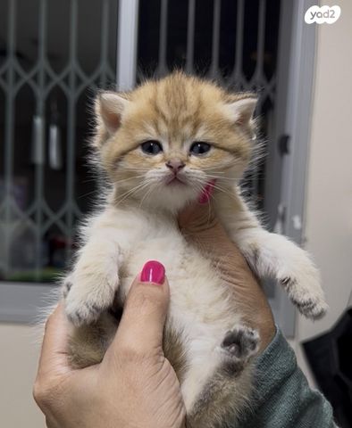 תמונת מודעה - חיות מחמד