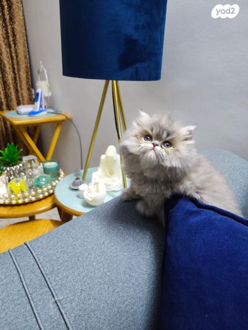 תמונת מודעה - חיות מחמד