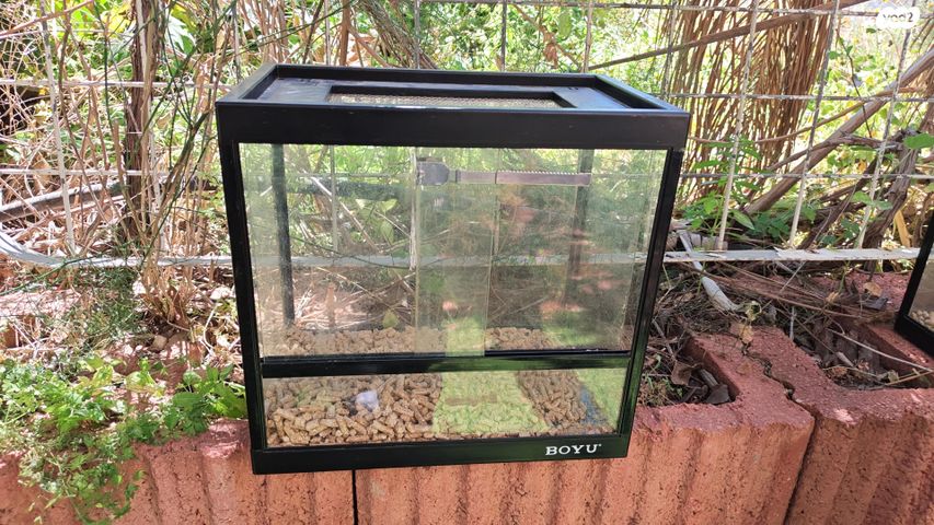 תמונת מודעה - חיות מחמד