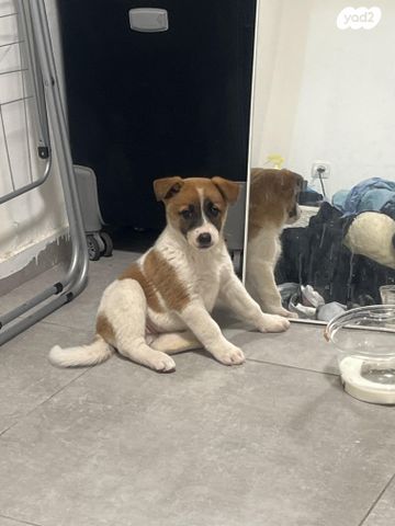 תמונת מודעה - חיות מחמד