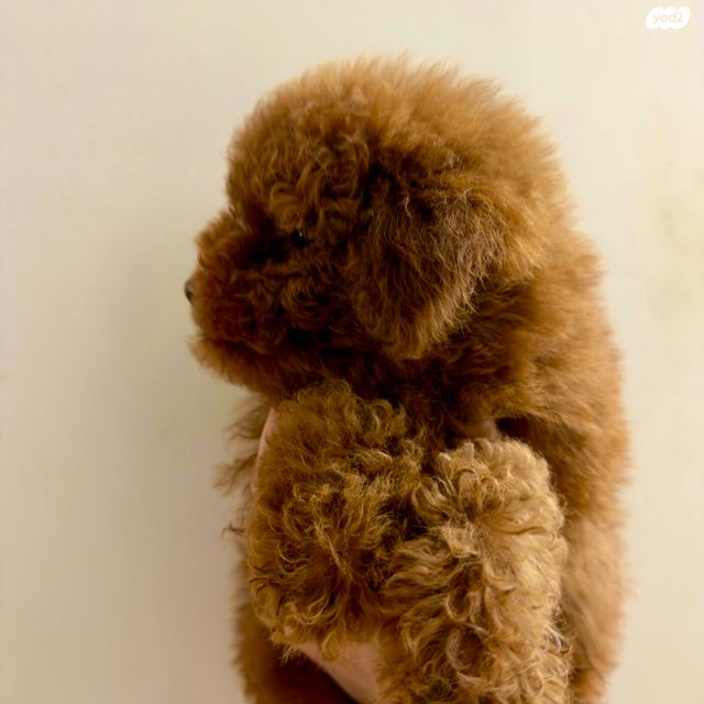 תמונת מודעה - חיות מחמד