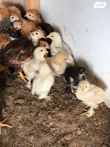 תמונת מודעה - חיות מחמד