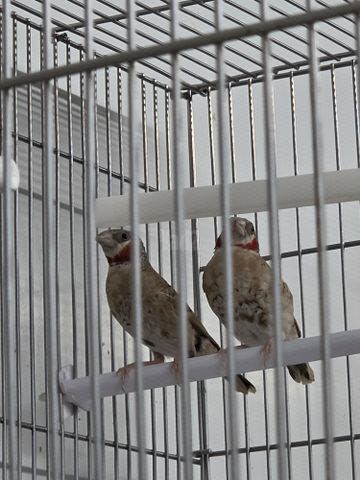 תמונת מודעה - חיות מחמד