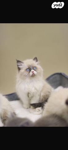 תמונת מודעה - חיות מחמד