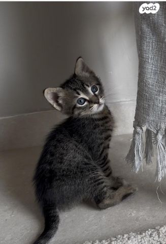 תמונת מודעה - חיות מחמד