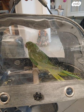 תמונת מודעה - חיות מחמד