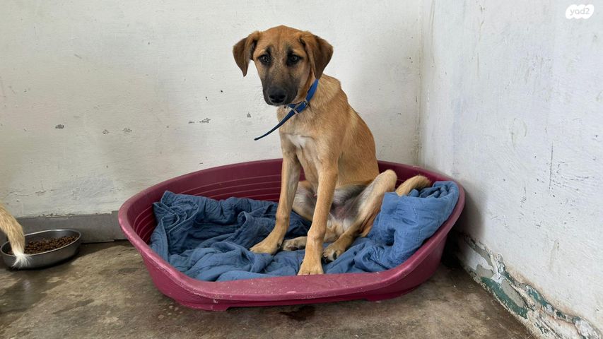 תמונת מודעה - חיות מחמד