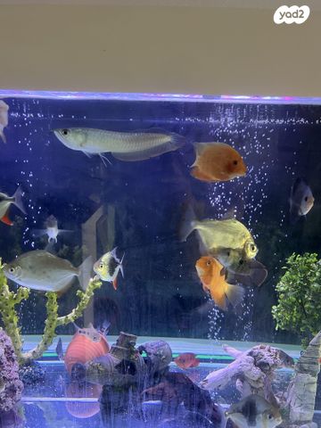 תמונת מודעה - חיות מחמד