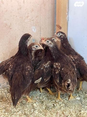 תמונת מודעה - חיות מחמד