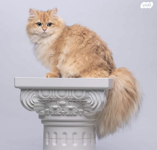 תמונת מודעה - חיות מחמד