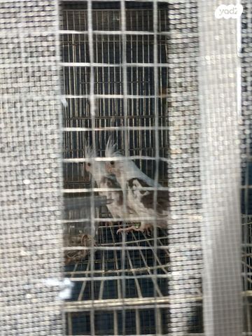 תמונת מודעה - חיות מחמד