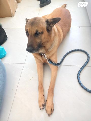 תמונת מודעה - חיות מחמד