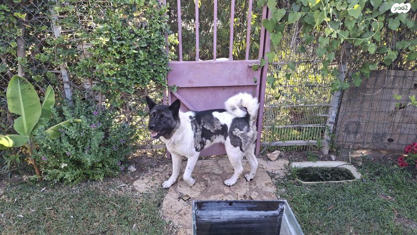 תמונת מודעה - חיות מחמד