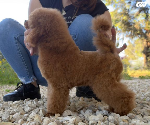 תמונת מודעה - חיות מחמד