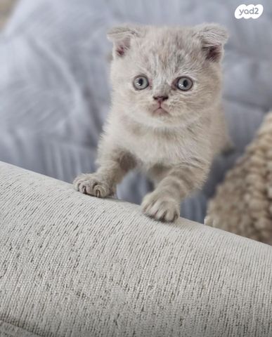 תמונת מודעה - חיות מחמד