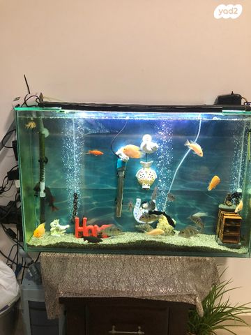 תמונת מודעה - חיות מחמד