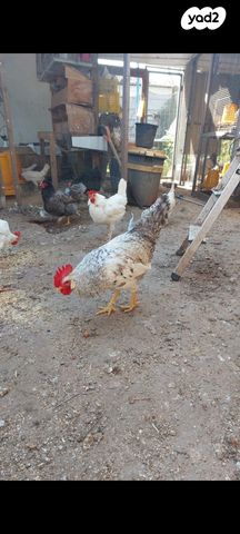 תמונת מודעה - חיות מחמד