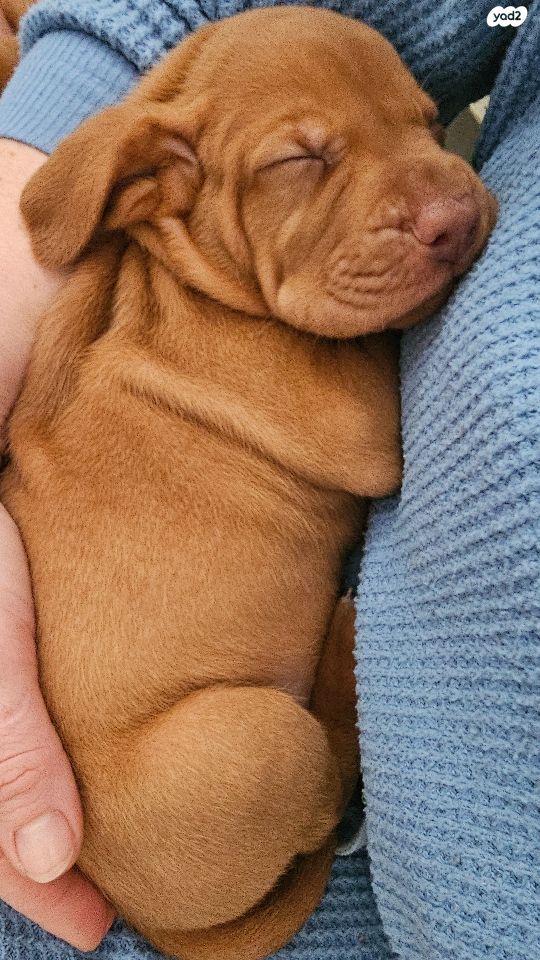 תמונת מודעה - חיות מחמד