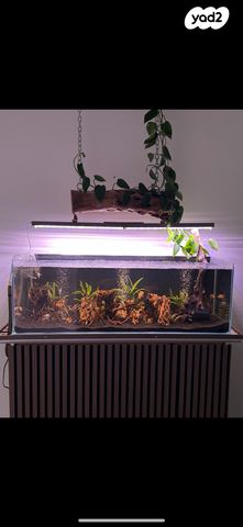 תמונת מודעה - חיות מחמד