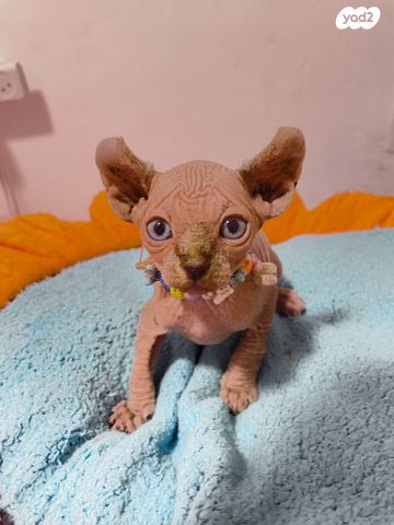 תמונת מודעה - חיות מחמד