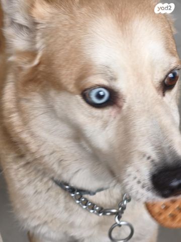 תמונת מודעה - חיות מחמד