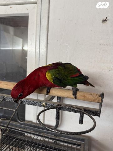 תמונת מודעה - חיות מחמד