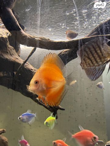 תמונת מודעה - חיות מחמד