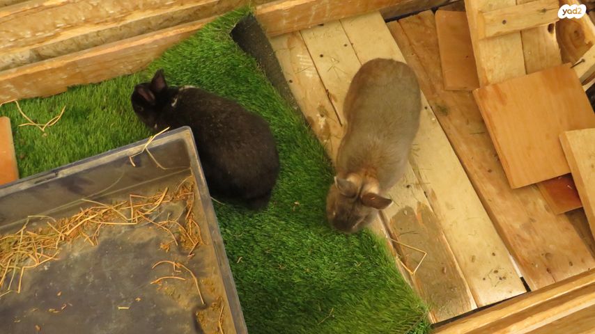 תמונת מודעה - חיות מחמד