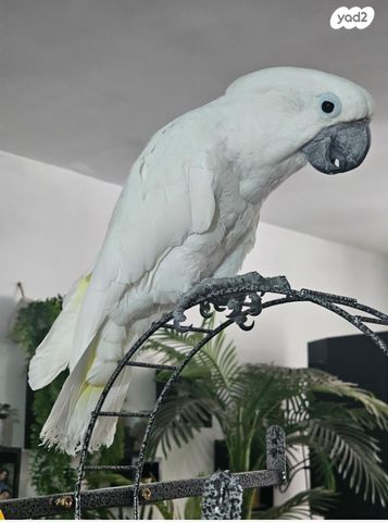 תמונת מודעה - חיות מחמד