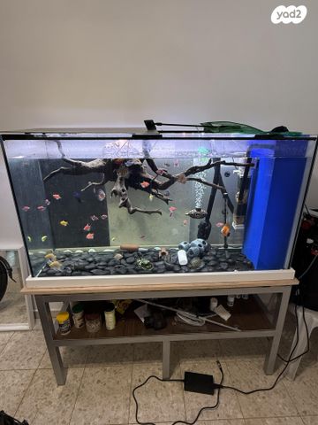 תמונת מודעה - חיות מחמד