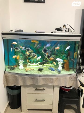 תמונת מודעה - חיות מחמד