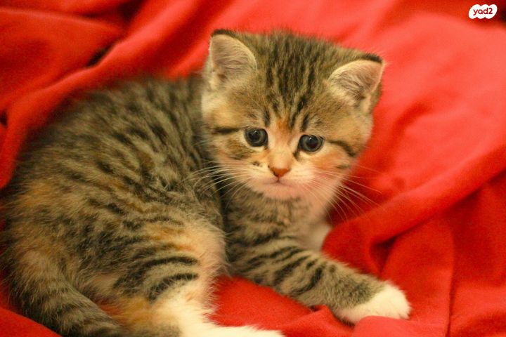 תמונת מודעה - חיות מחמד