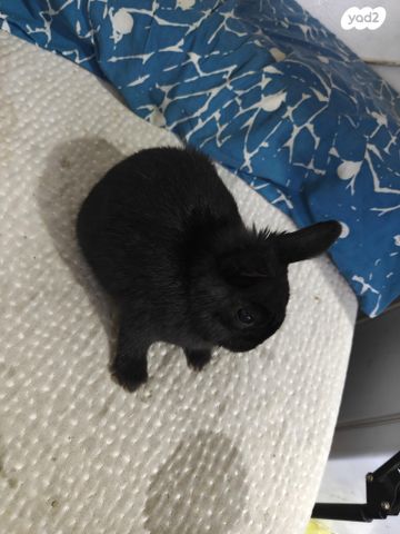 תמונת מודעה - חיות מחמד