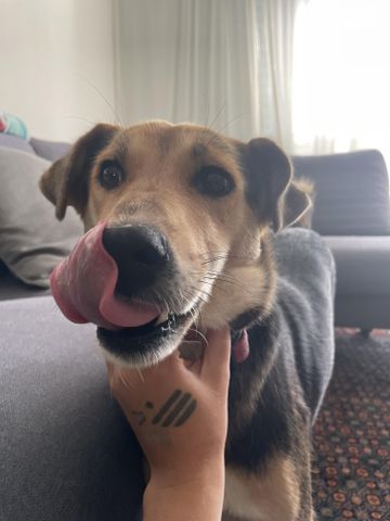 תמונת מודעה - חיות מחמד