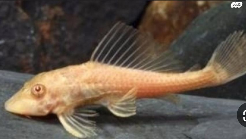 תמונת מודעה - חיות מחמד