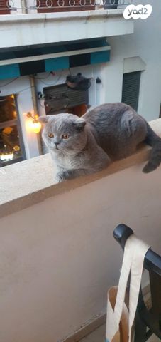 תמונת מודעה - חיות מחמד