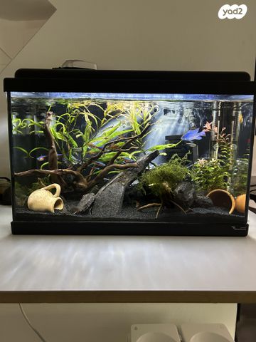 תמונת מודעה - חיות מחמד