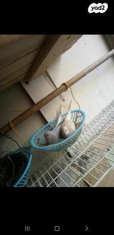 תמונת מודעה - חיות מחמד