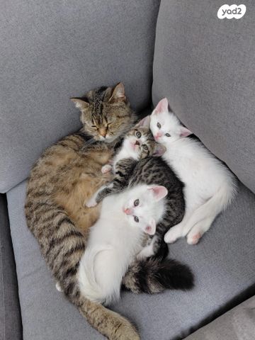 תמונת מודעה - חיות מחמד