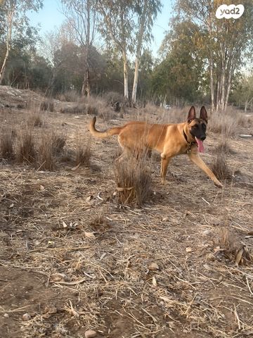 תמונת מודעה - חיות מחמד